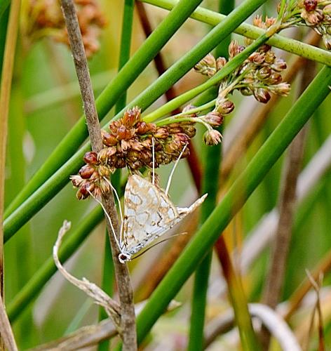 Réf. 285 954 : Elophila nymphaeata
